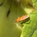 minibeastlover avatar