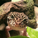 minibutfierce avatar