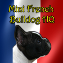 minifrenchbulldoghq avatar