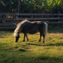 minihorse-herder avatar