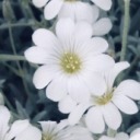 minimightymina avatar