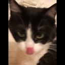 miniminiminibirkus avatar