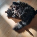 minimonkeymoop avatar