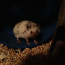 minionofgrox32 avatar