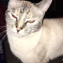 ministerforcats avatar