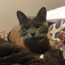 minitheprettycat-blog avatar