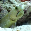 minnaeatsbread avatar