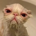 minor-annoyance avatar