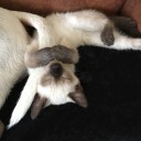 minoshkakotoshka avatar