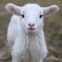 mintlambs avatar