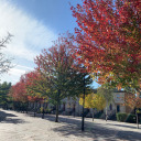 mintserenity124 avatar