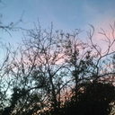 minty-chocochip avatar