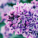 mintylilacs avatar