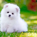 miraclemuffins12 avatar