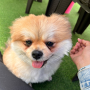 miraculous-disaster avatar