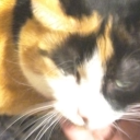 miraculousshitandgigles avatar