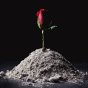 miriamangelica avatar