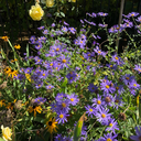 mirrorsandfeverss avatar