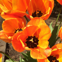 mirrorskilledtheradiostar avatar