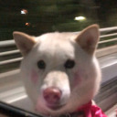 misanthropicdesu avatar