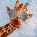 miscellaneous-giraffe avatar