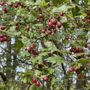 miscellany-of-blog avatar