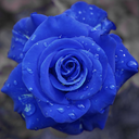 mischalecterbluerose avatar