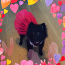 mischatheblackpom avatar