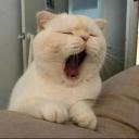 mischeviousmae avatar