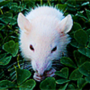 mischief-makcr avatar