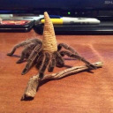 mischiefs-hawk avatar