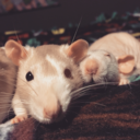 mischievous-5 avatar