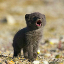 mischievousmonstrosity avatar