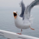 mischievousseagull avatar