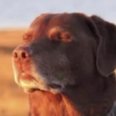 misdirected-hostility avatar