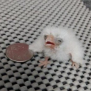 miserablehands avatar