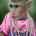 misgendered-monkey-blog avatar