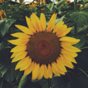 misgirasoles avatar