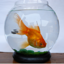 misguidedgoldfish avatar