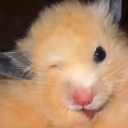 mishka03-blog avatar