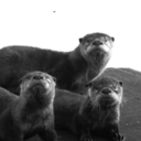 mishmashofmarvelshit avatar