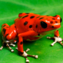 misidentifying-animals-in-posts avatar