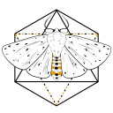 mismatchedmoth avatar
