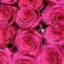 misogynist-dyke avatar