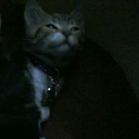 miss-bvb-tease avatar