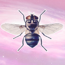 miss-calliphoridae avatar