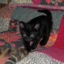 miss-dark-universe avatar