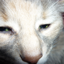 miss-limonade avatar