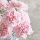 miss-little-chaperone avatar