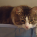 missannemakes avatar